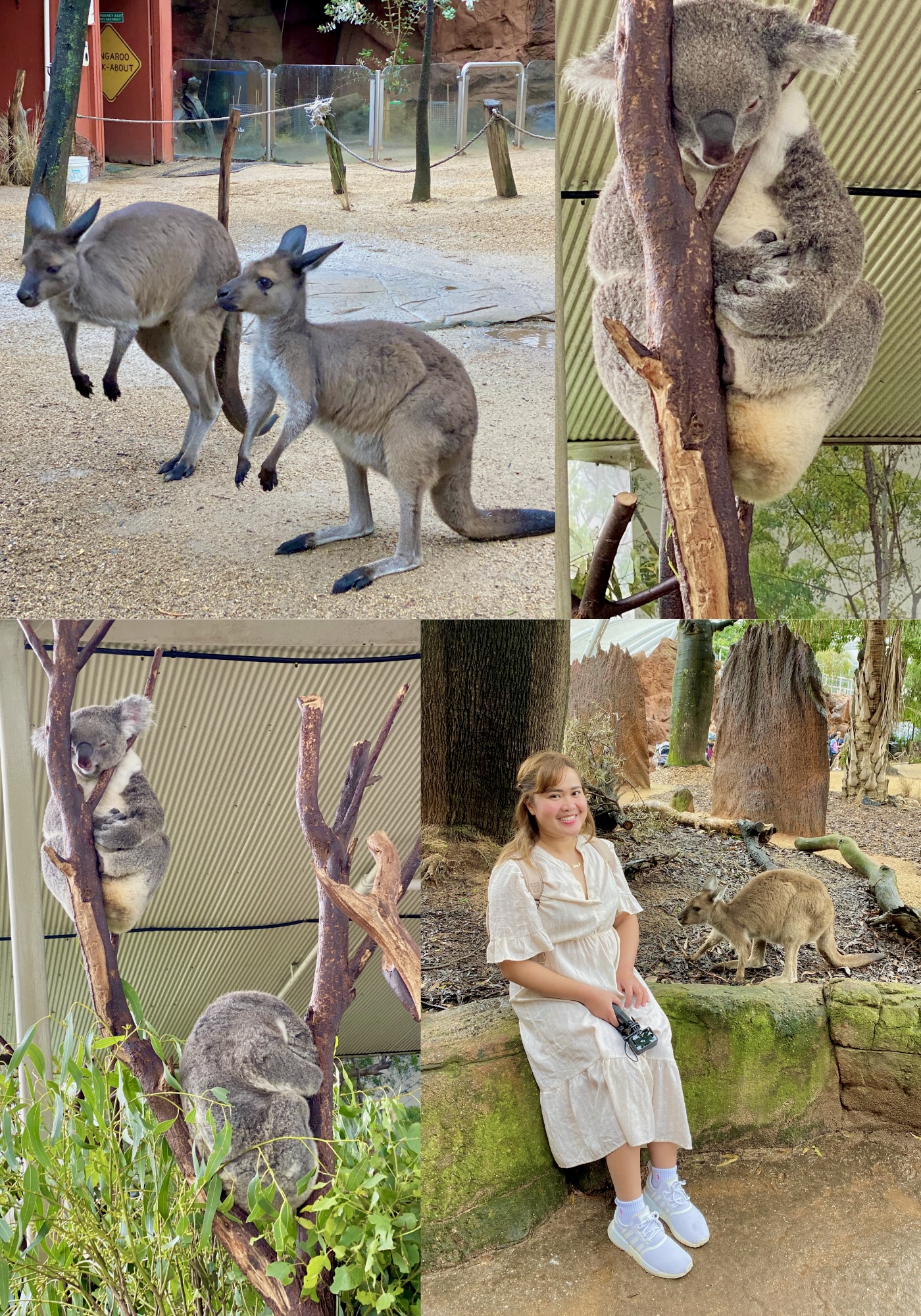 fun things to do in australia - sydney